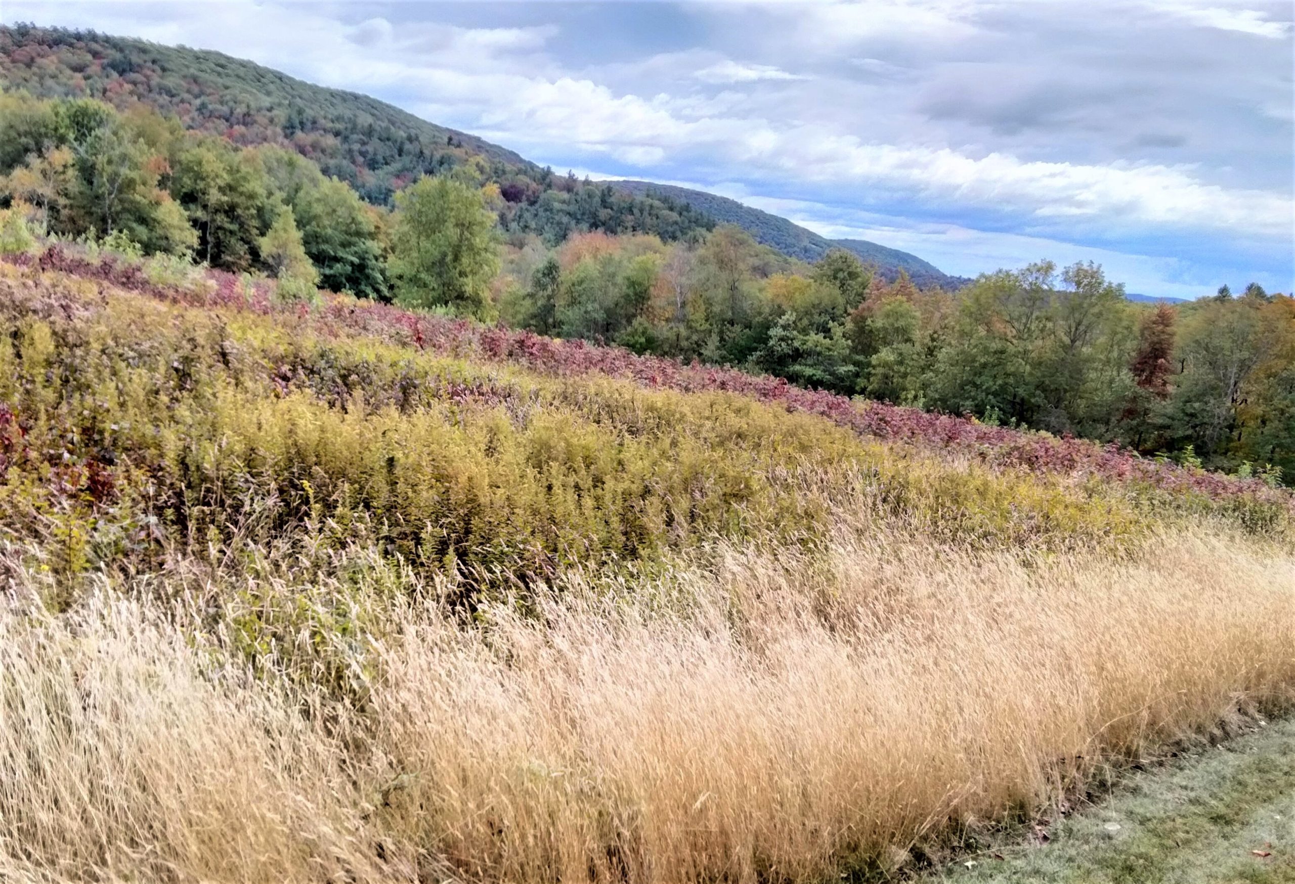 Featured image for “Conservation Grant from New York State Partnership Program Ensures Protection of Steepletop Land in Perpetuity”